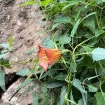 Die Kanarenglockenblume Die Kanarenglockenblume