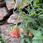 Die Kanarenglockenblume Die Kanarenglockenblume