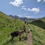 Ein paar Bergziegen