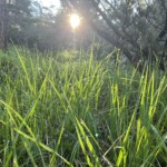 Morgenstimmung im Wald