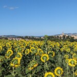 Sonnenblumen und Montecassiano Sonnenblumen und Montecassiano