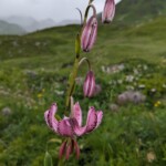 Türkenbundlilie Türkenbundlilie
