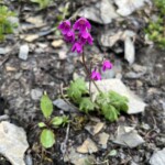 So hübsch - Alpenheilglöckchen So hübsch Alpenheilglöckchen