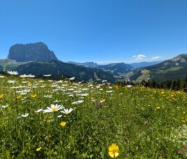 Blumenwiese mit Langkofel