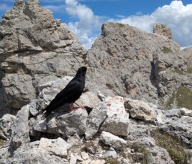 Eine Alpendole am Gipfel