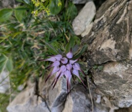 Das botanische Highlight: Schopfteufelskralle in der Klettertour