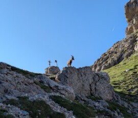 Am frühen morgen ein Steinbock