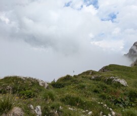 Eine waghalsige Schwalbe