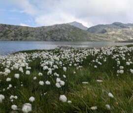 Wollgras am Langsee