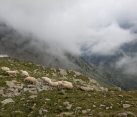 Bergschafe