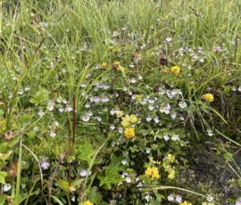 Viele verschiedene Blümchen :)