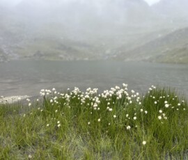 Wollgras im Regen :)