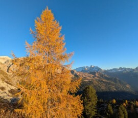 Goldener Herbst
