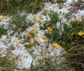 Hagel und Blümchen