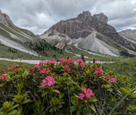 Panorama mit Alpenrosen